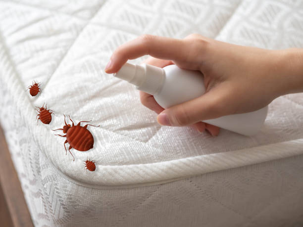 Best Spider Control Near Me  in Orem, UT