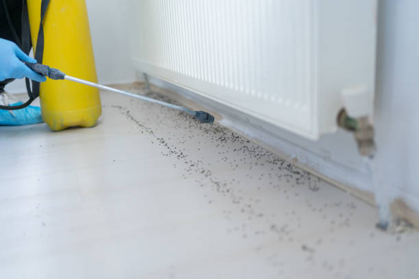 Best Flea Control Services  in Orem, UT
