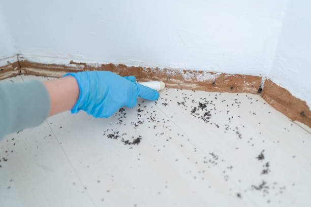 Reliable Orem, UT Pest Control Solutions